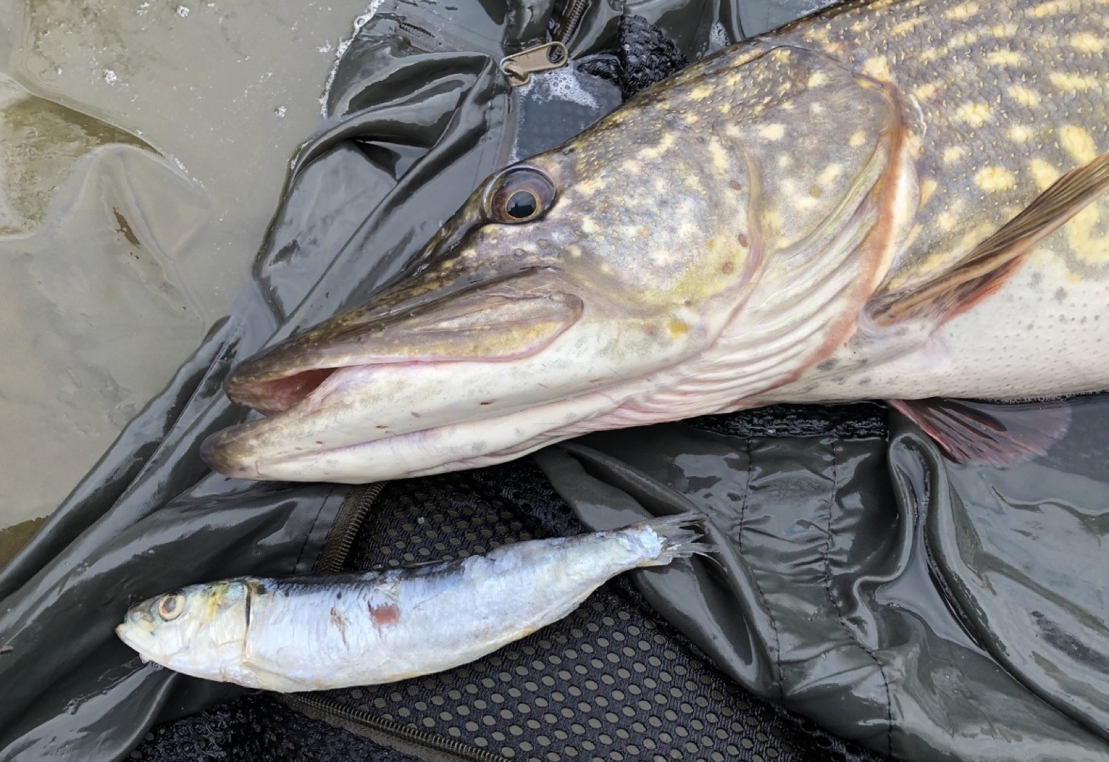 Gefangener Hecht auf der Abhakmatte, davor der Köderfisch