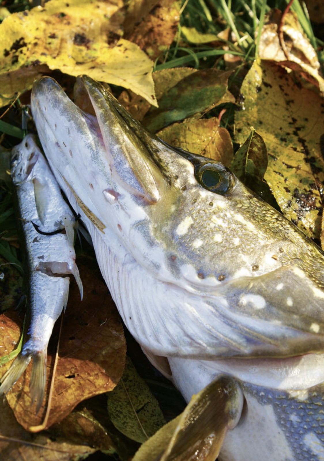 Hecht mit Köderfisch im Maul, liegt im bunten Herbstlaub